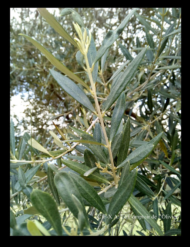 photo d'un rameau d'olivier portant de nouvelle feuilles au printemps. Oliveraie du Comptoir de l'Olivier à Gémenos en Provence.