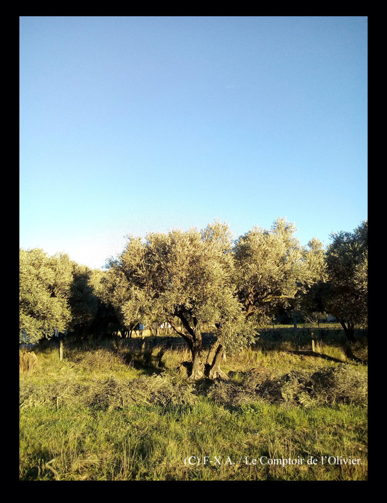 photo d'un olivier de l'oliveraie du Comptoir de l'Olivier (www.comptoirdelolivier.com) fraîchement taillé pour produire en bio et avec Amour de l'huile d'olive de Provence à Gémenos.