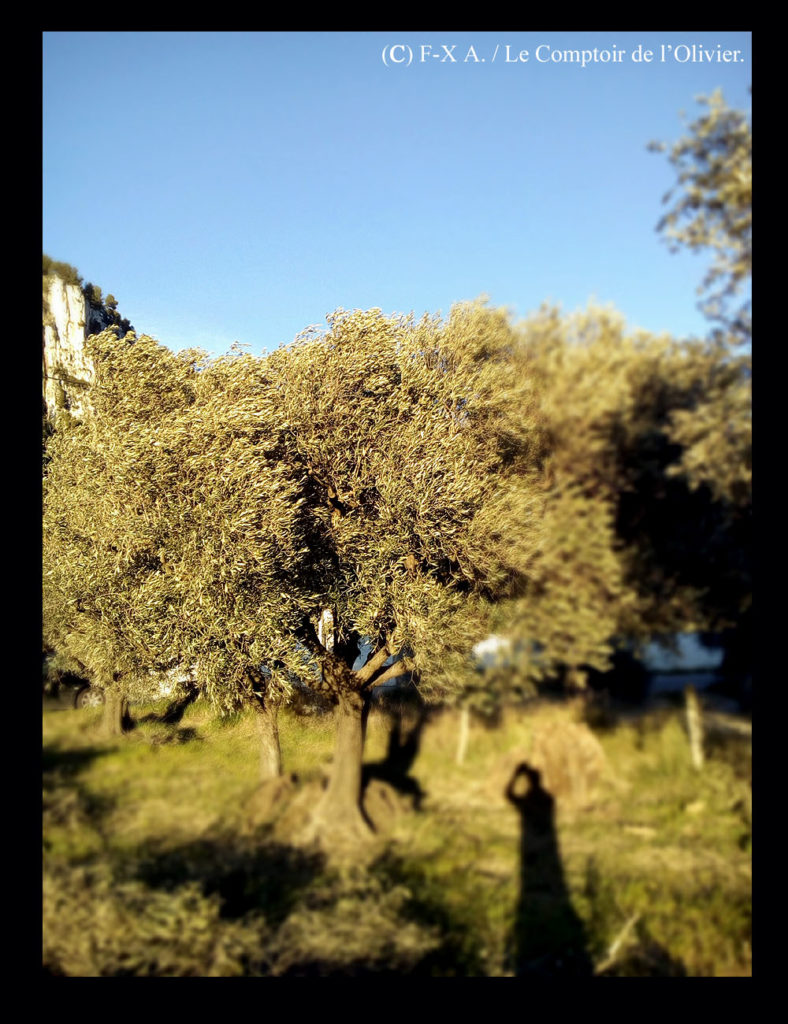 photo d'un olivier de l'oliveraie du Comptoir de l'Olivier (www.comptoirdelolivier.com) fraîchement taillé pour produire en bio et avec Amour de l'huile d'olive de Provence à Gémenos.